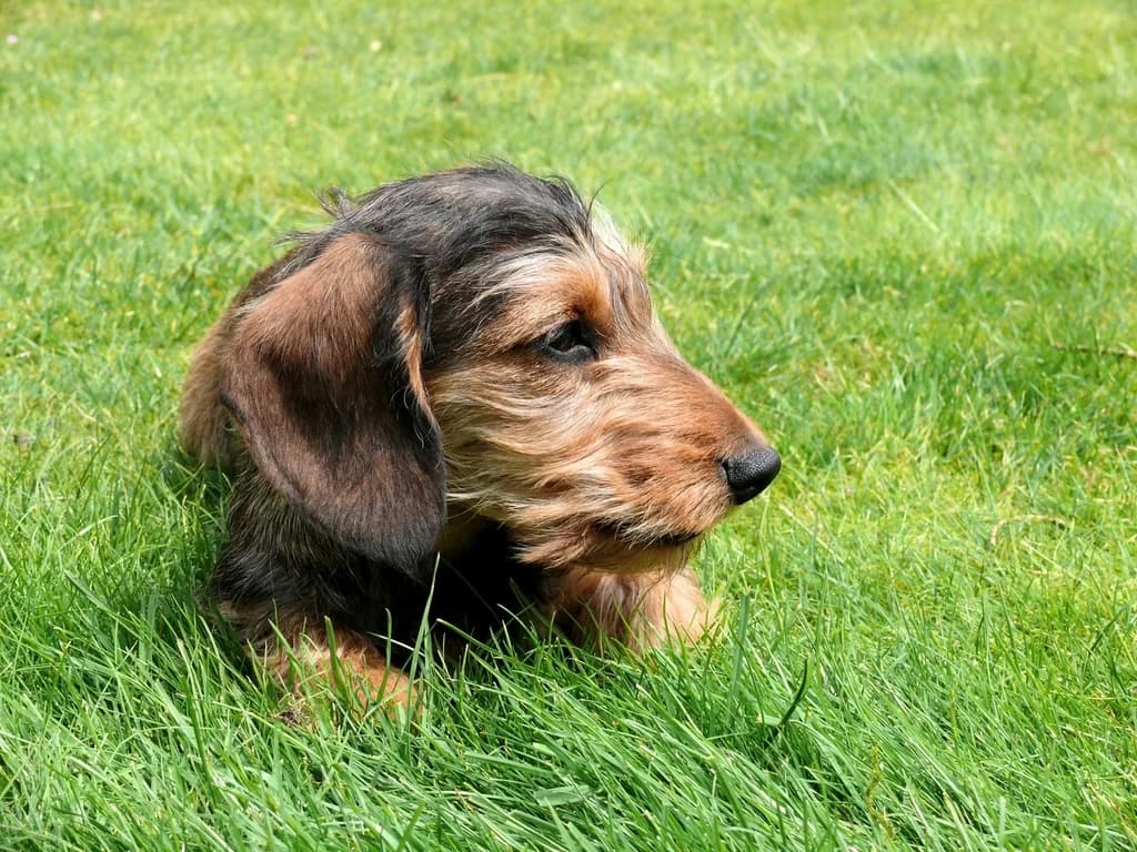 Airedale Terrier