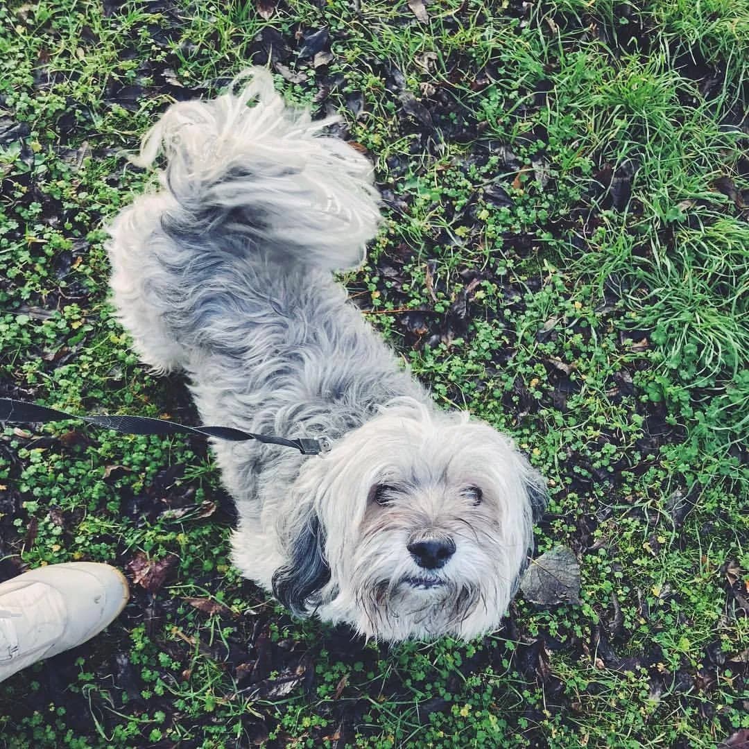 Tibetan Terrier
