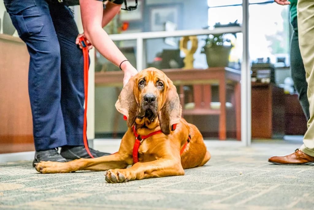 Bloodhound