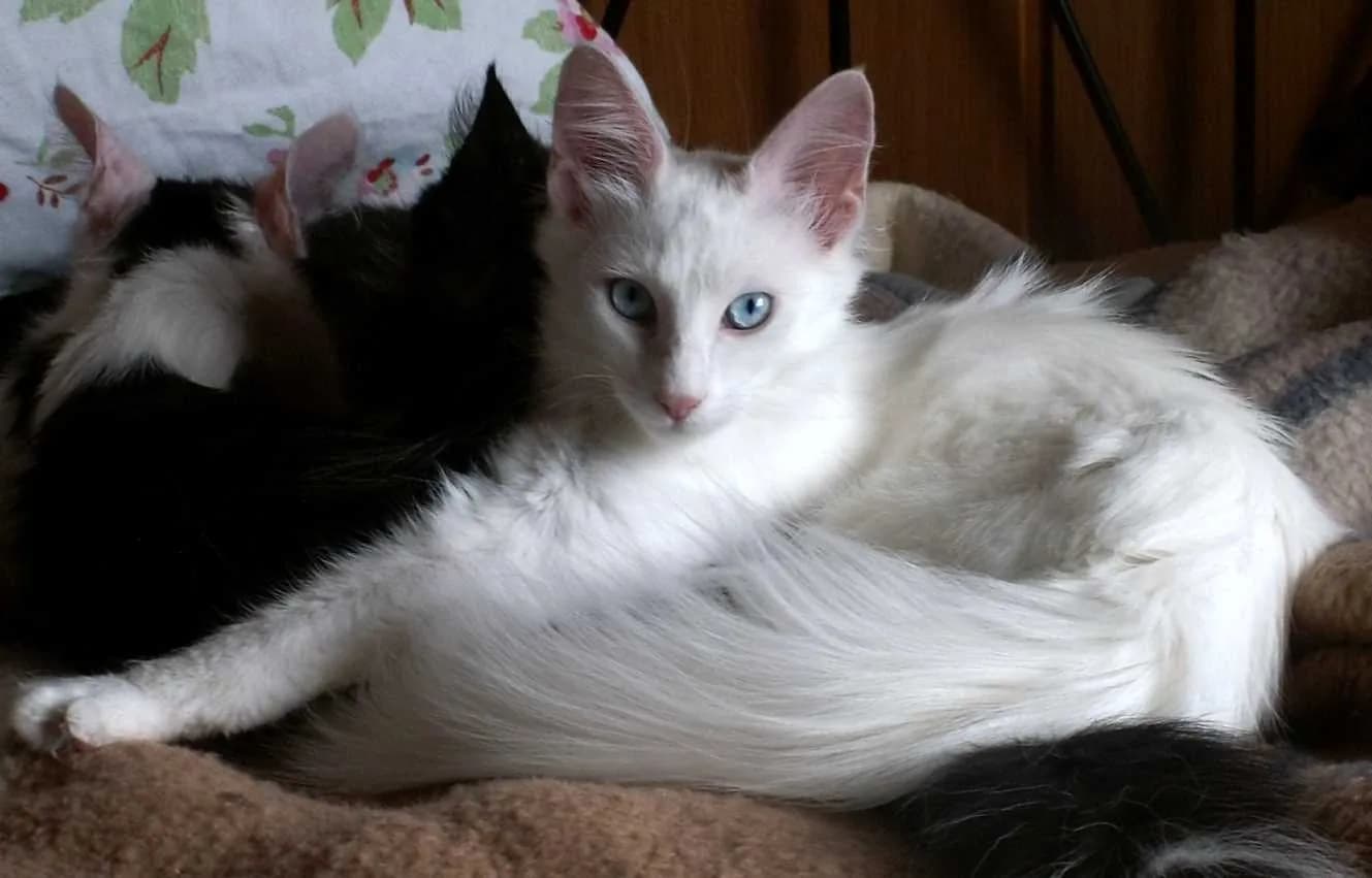 Turkish Angora