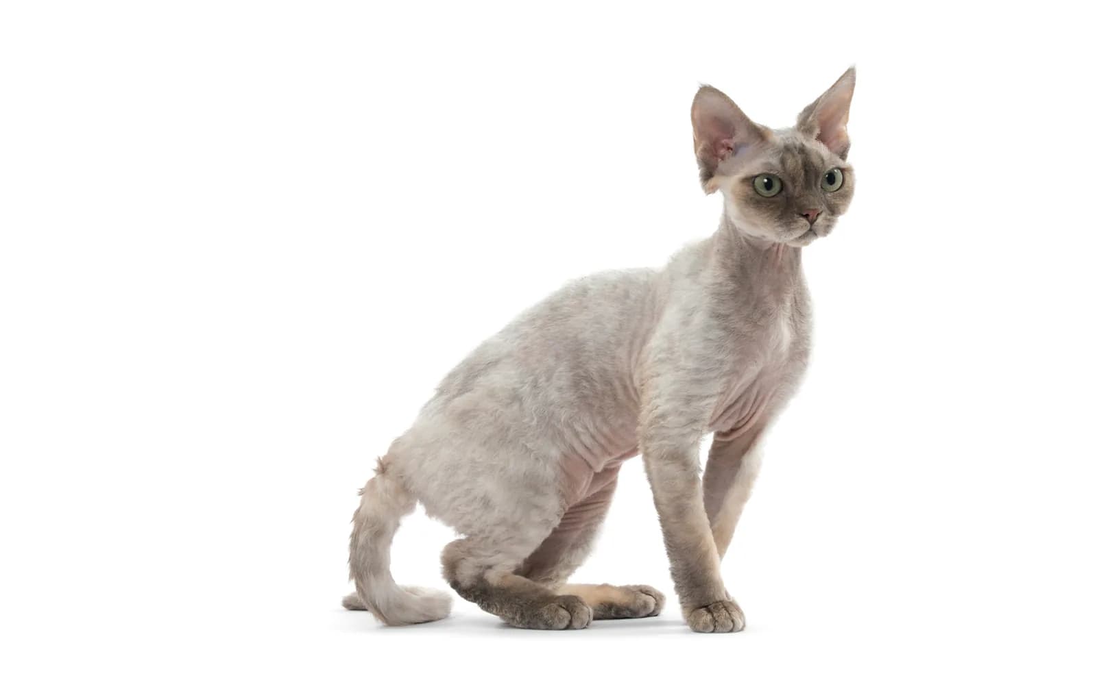 Devon Rex