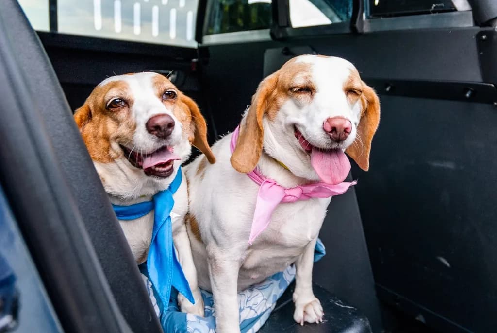 Beagle