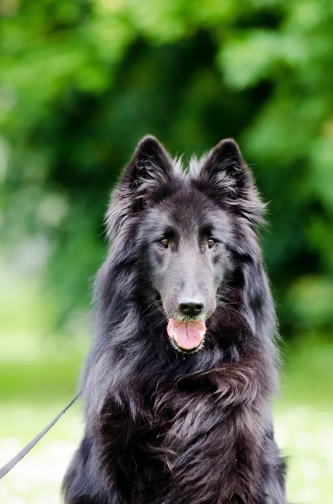 Belgian Shepherd