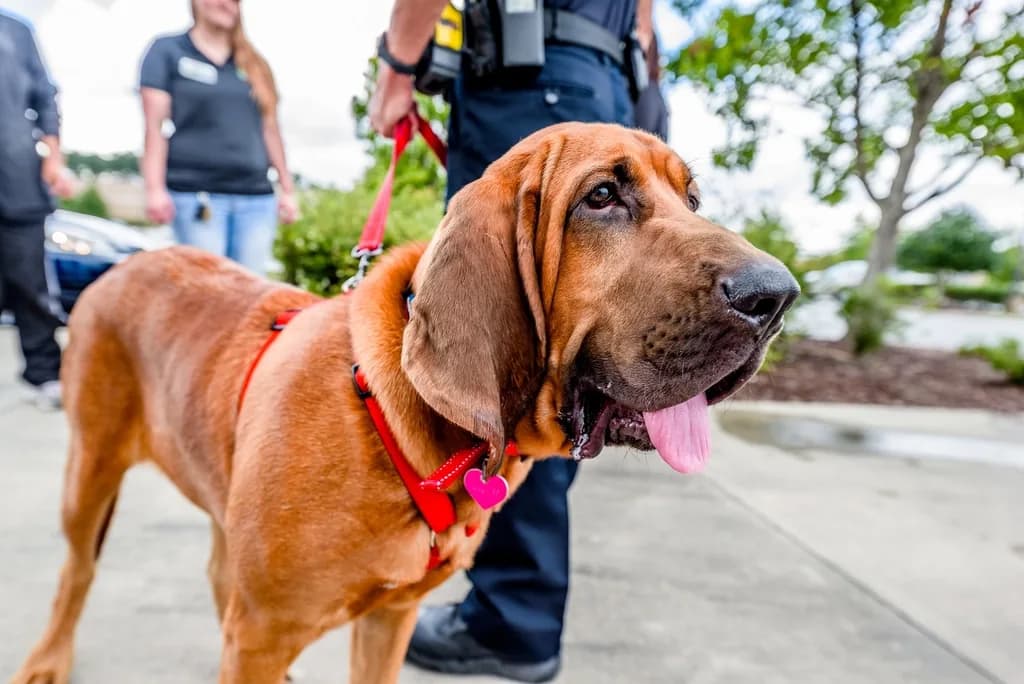 Bloodhound