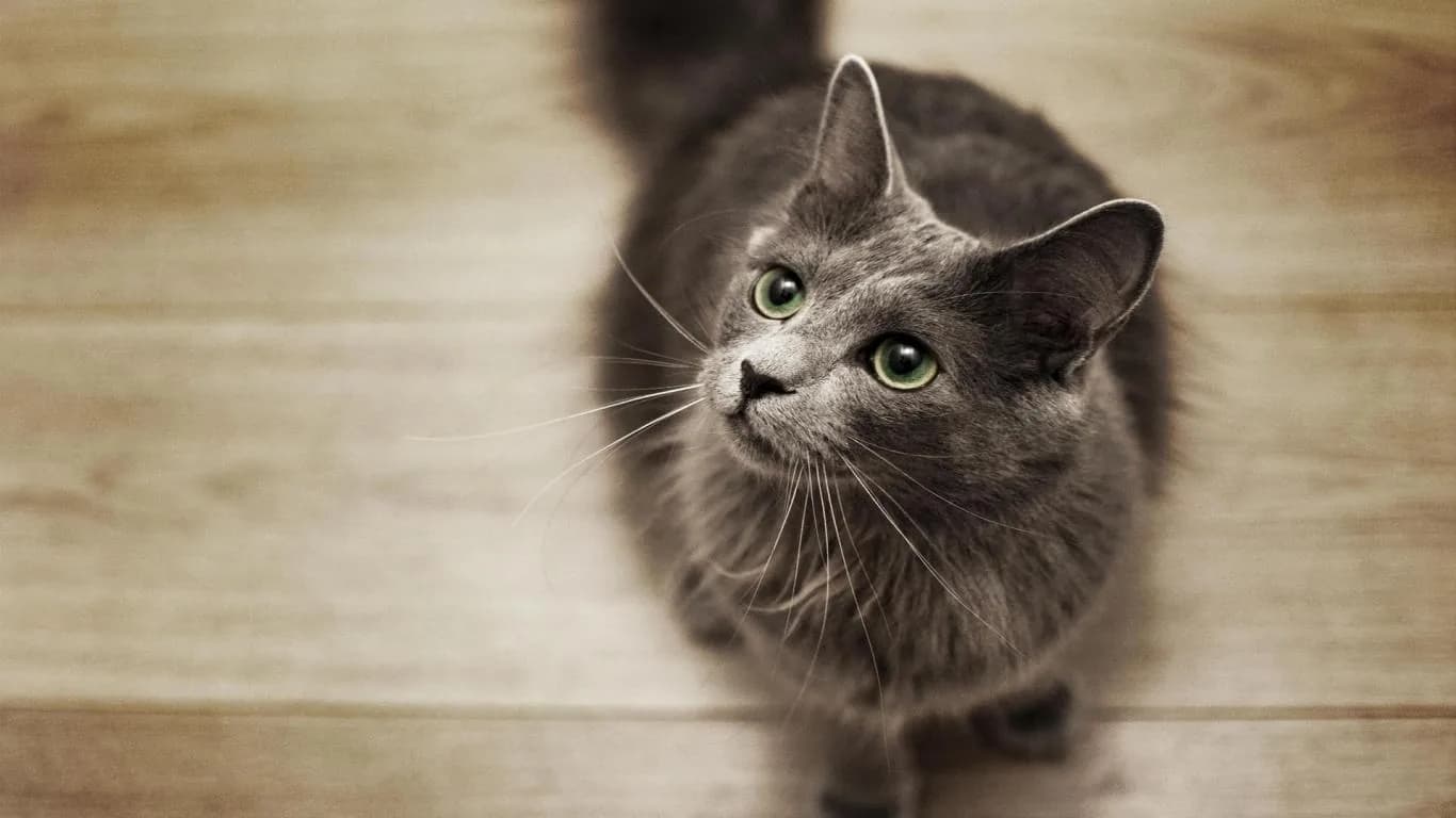 Nebelung