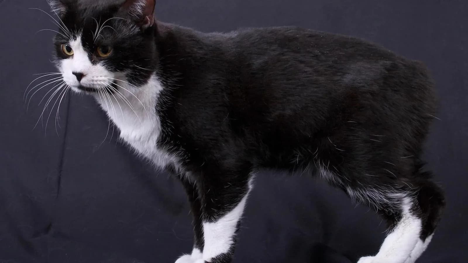Manx