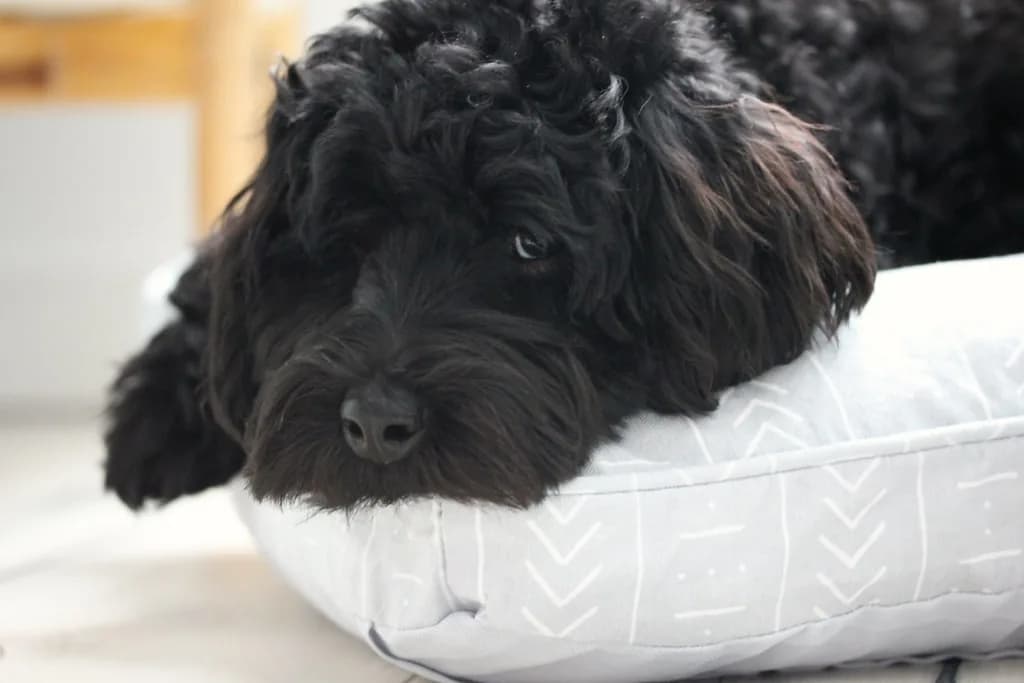 Schnoodle