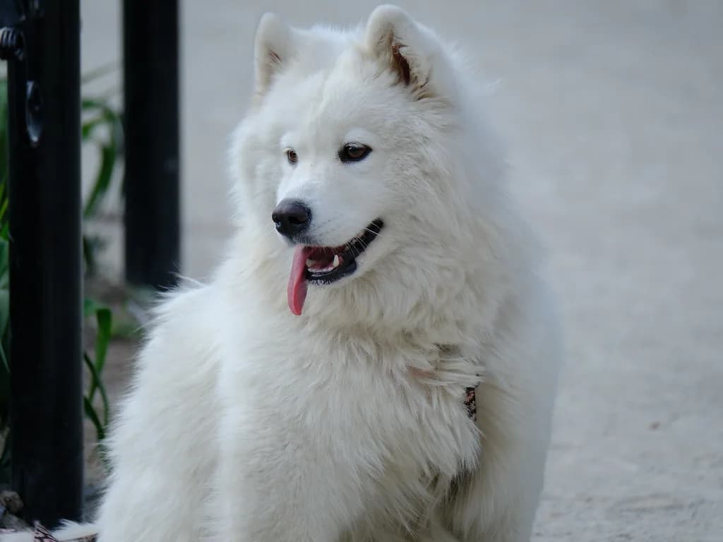 Samoyed