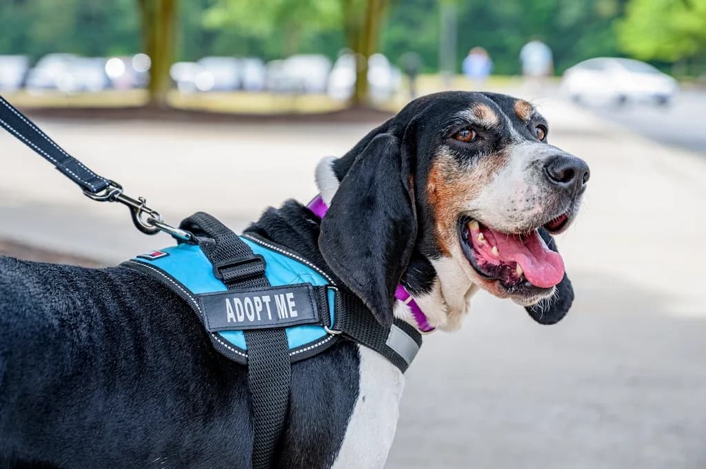 Treeing Walker Coonhound