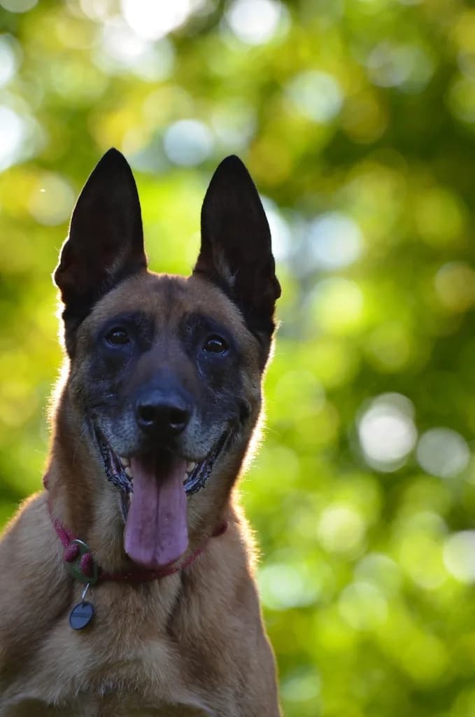 Belgian Malinois