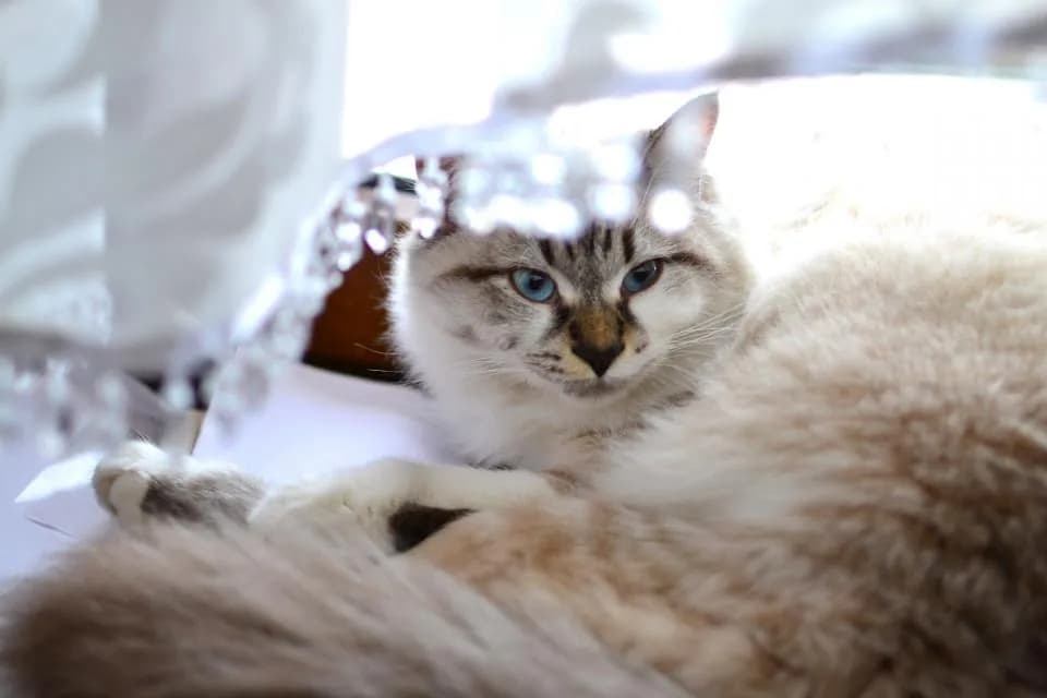 Persian