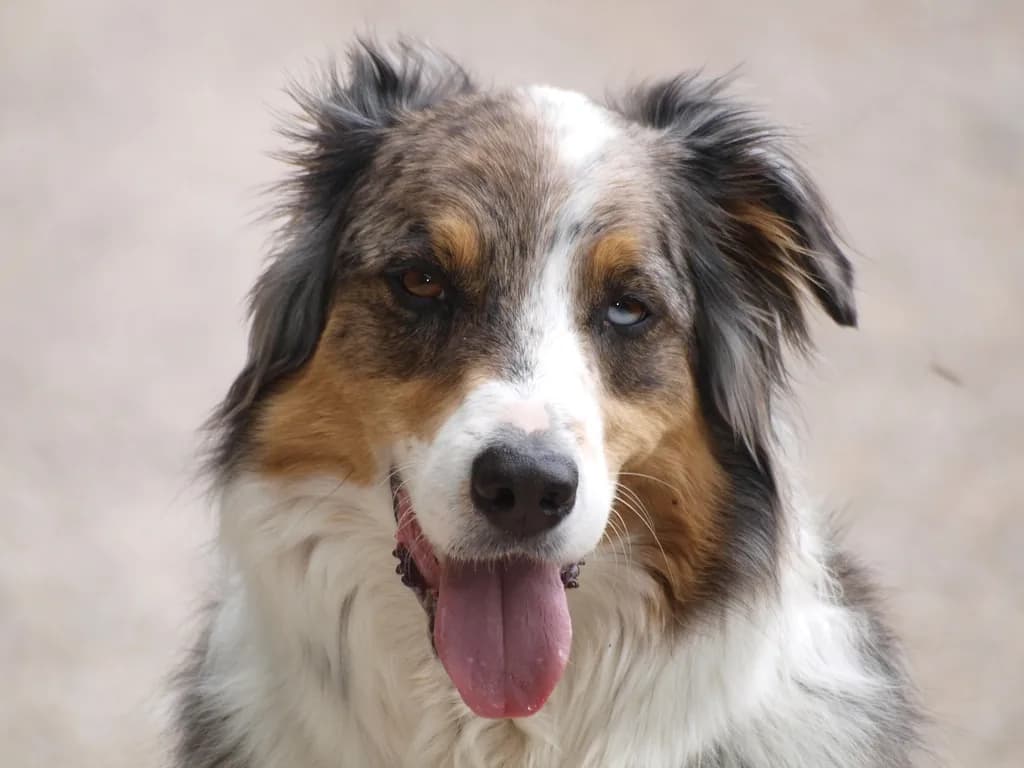 Australian Shepherd