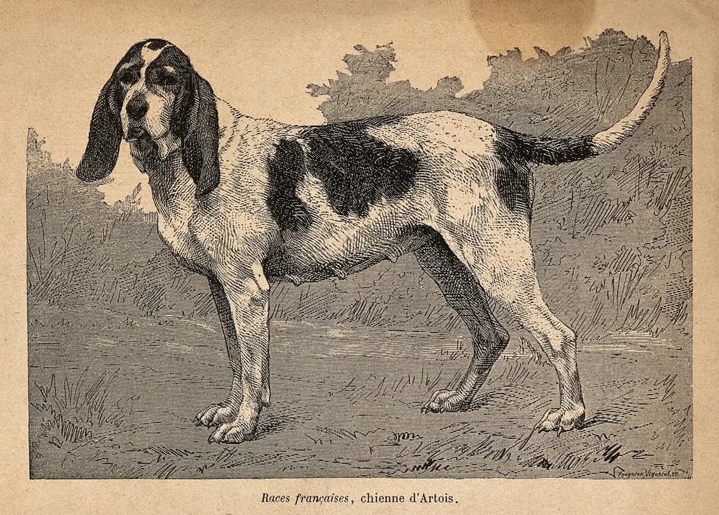 Artois Hound