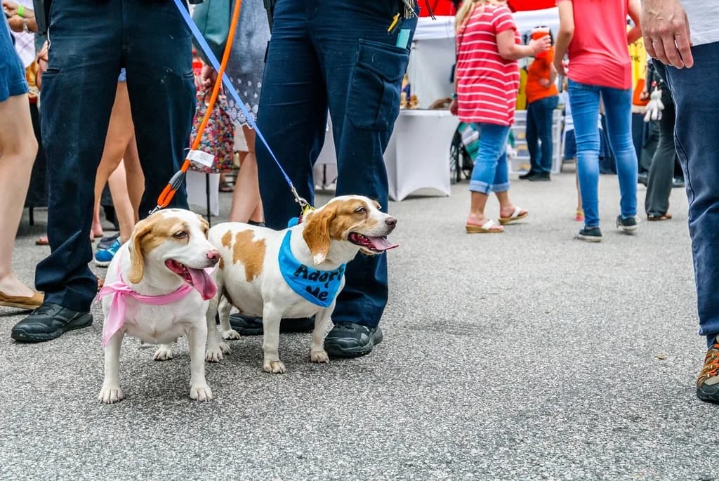 Beagle