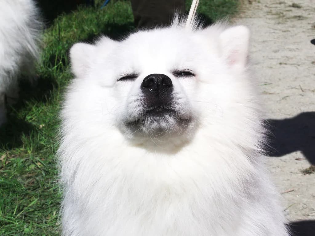 Japanese Spitz