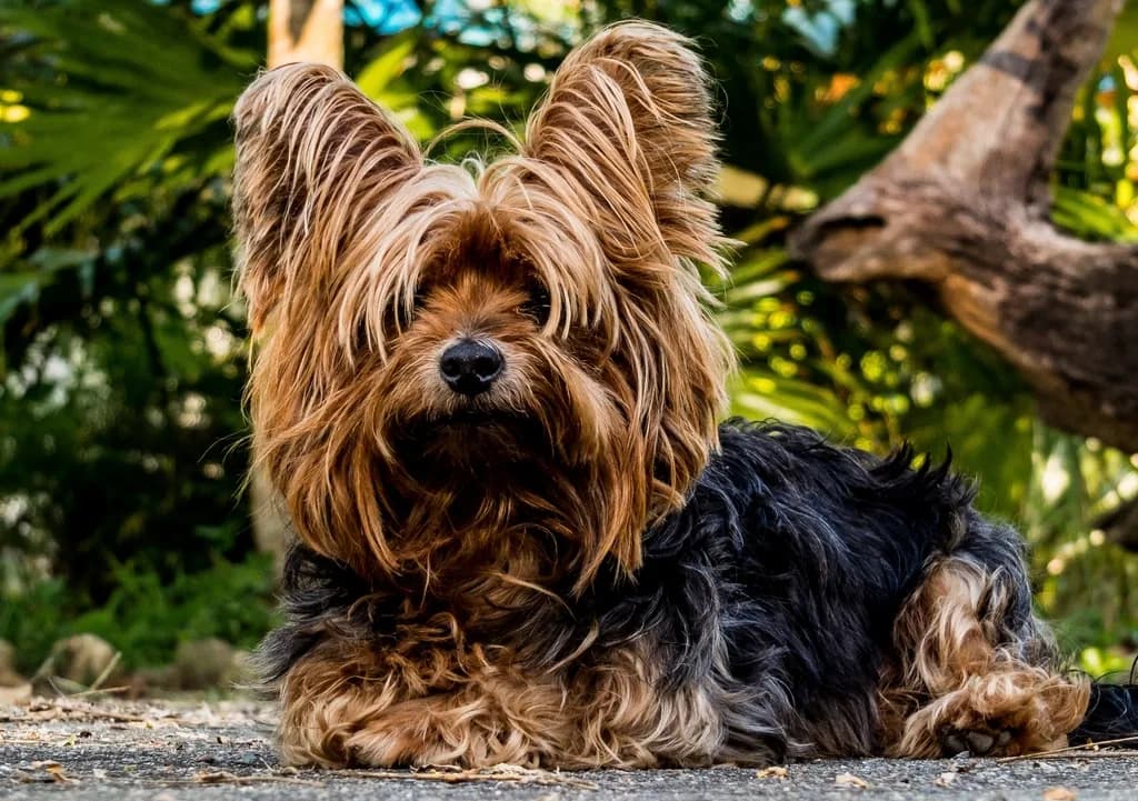 Cavapoo