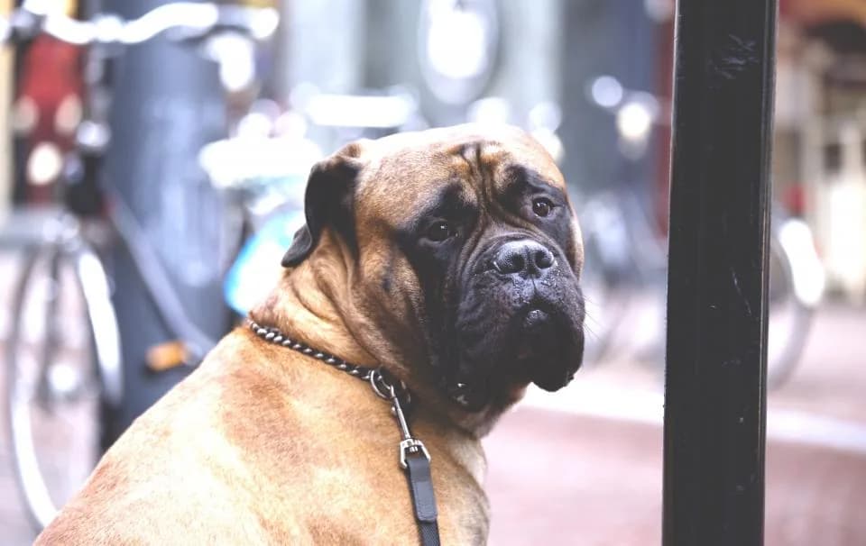 Bulldog