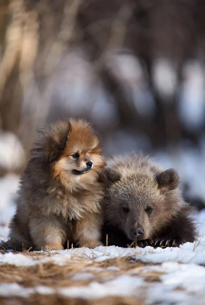 Pomeranian