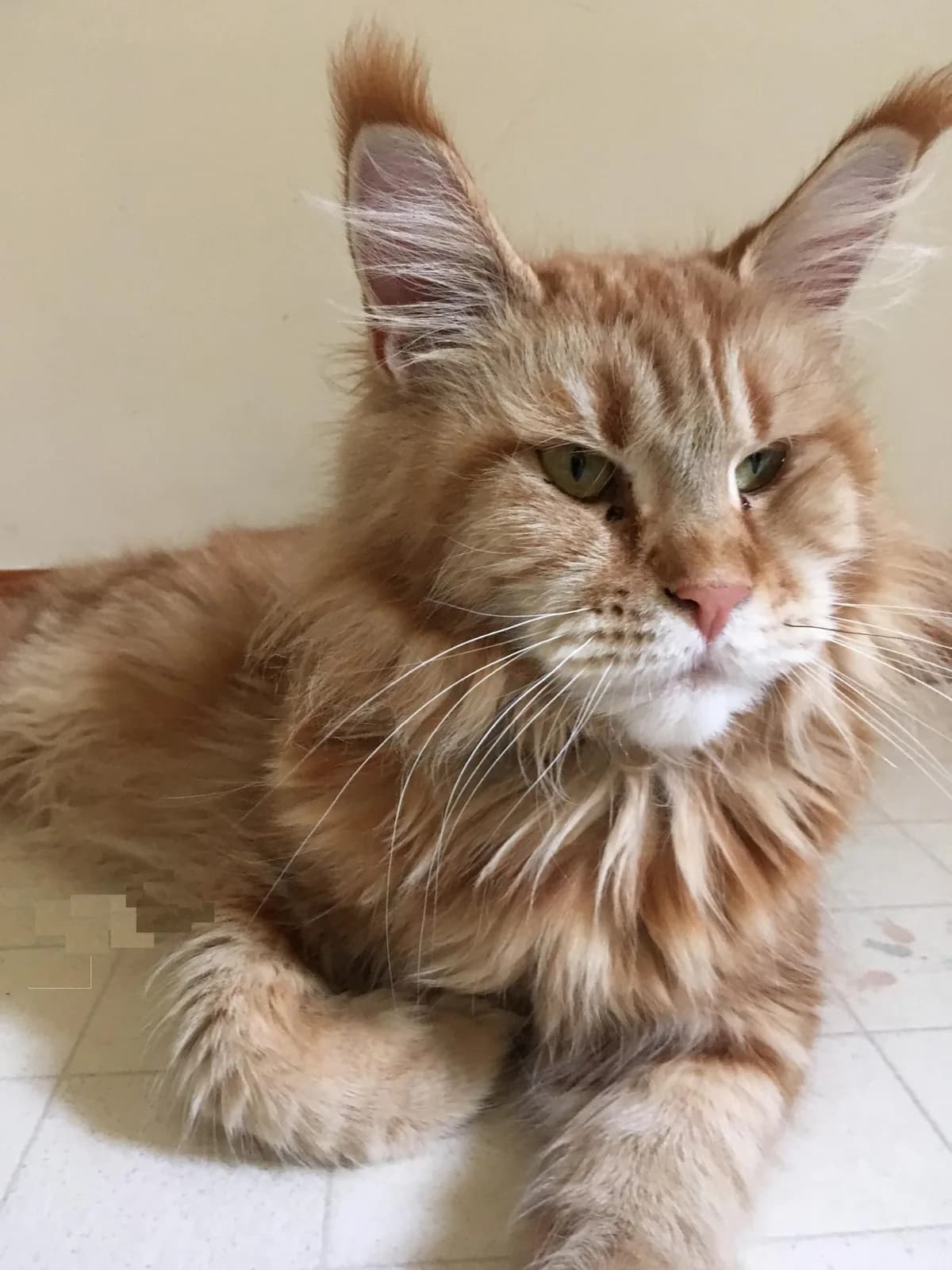 Meino meškėnas (Maine Coon)