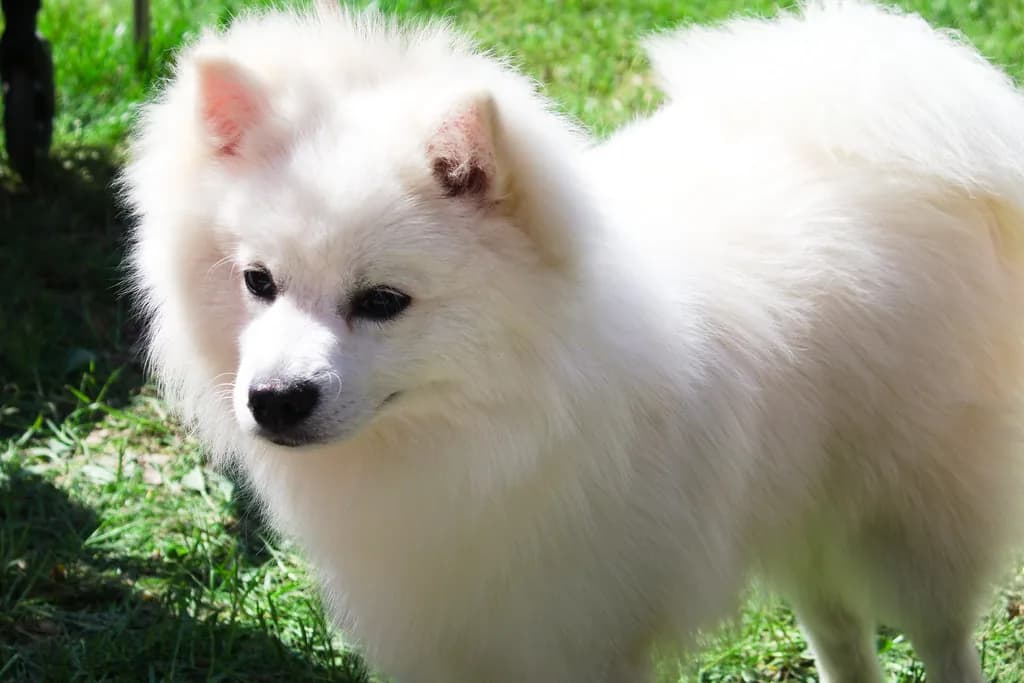 Japanese Spitz