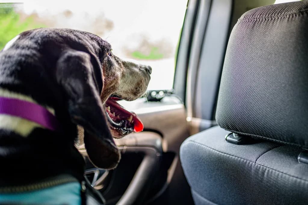 Treeing Walker Coonhound