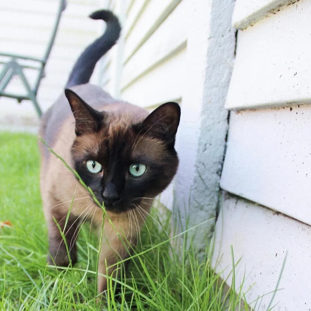 Siamese