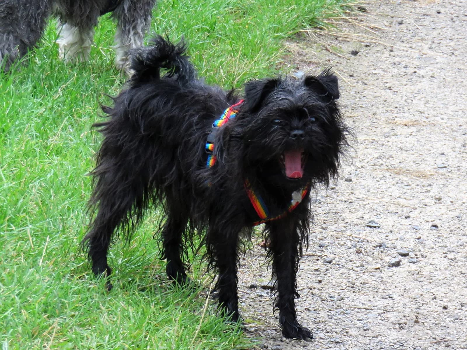 Affenpinscher
