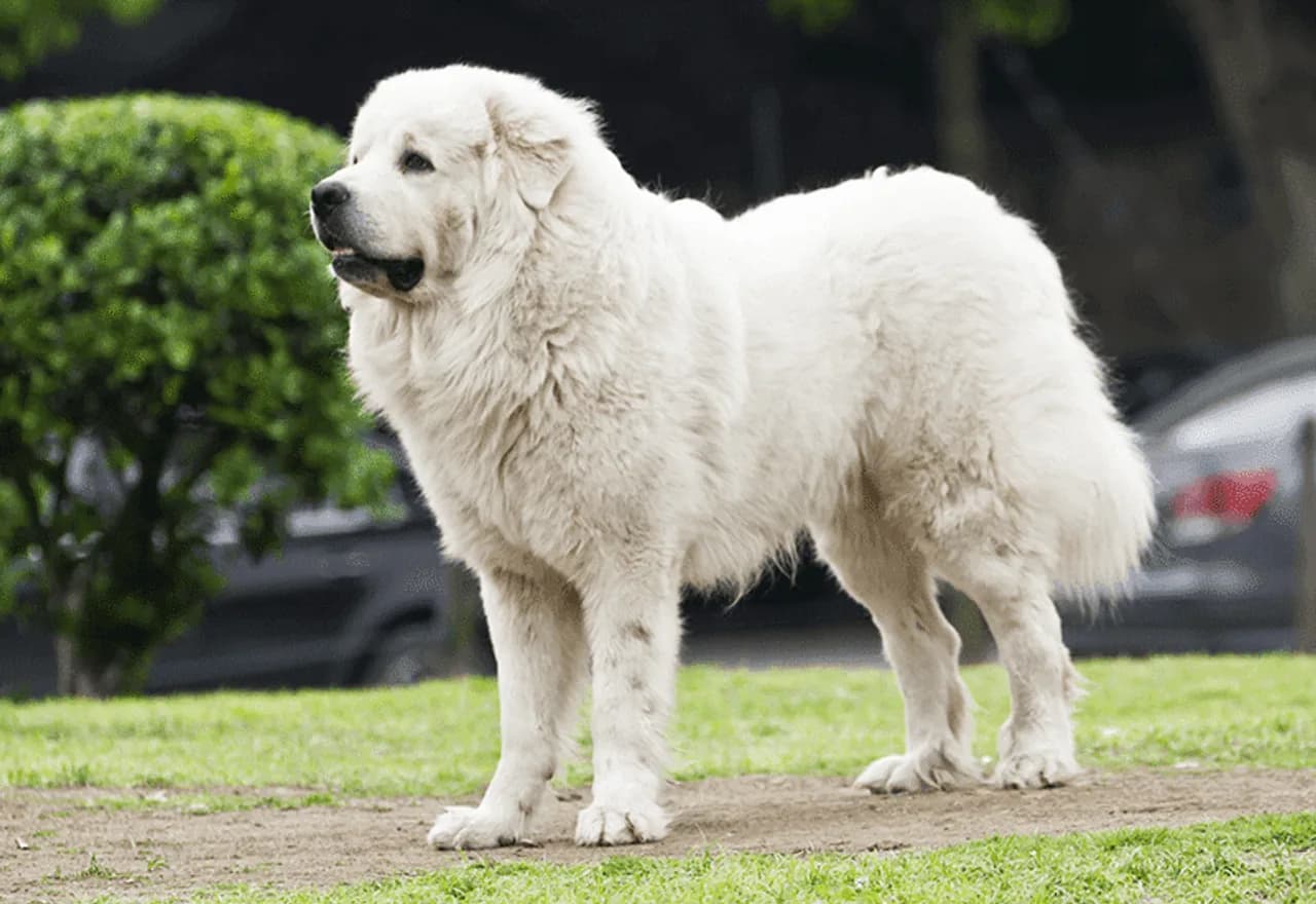 Pyrenean Mountain Dog