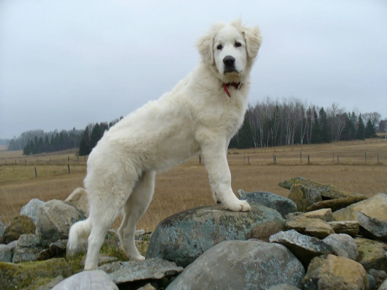 Akbash