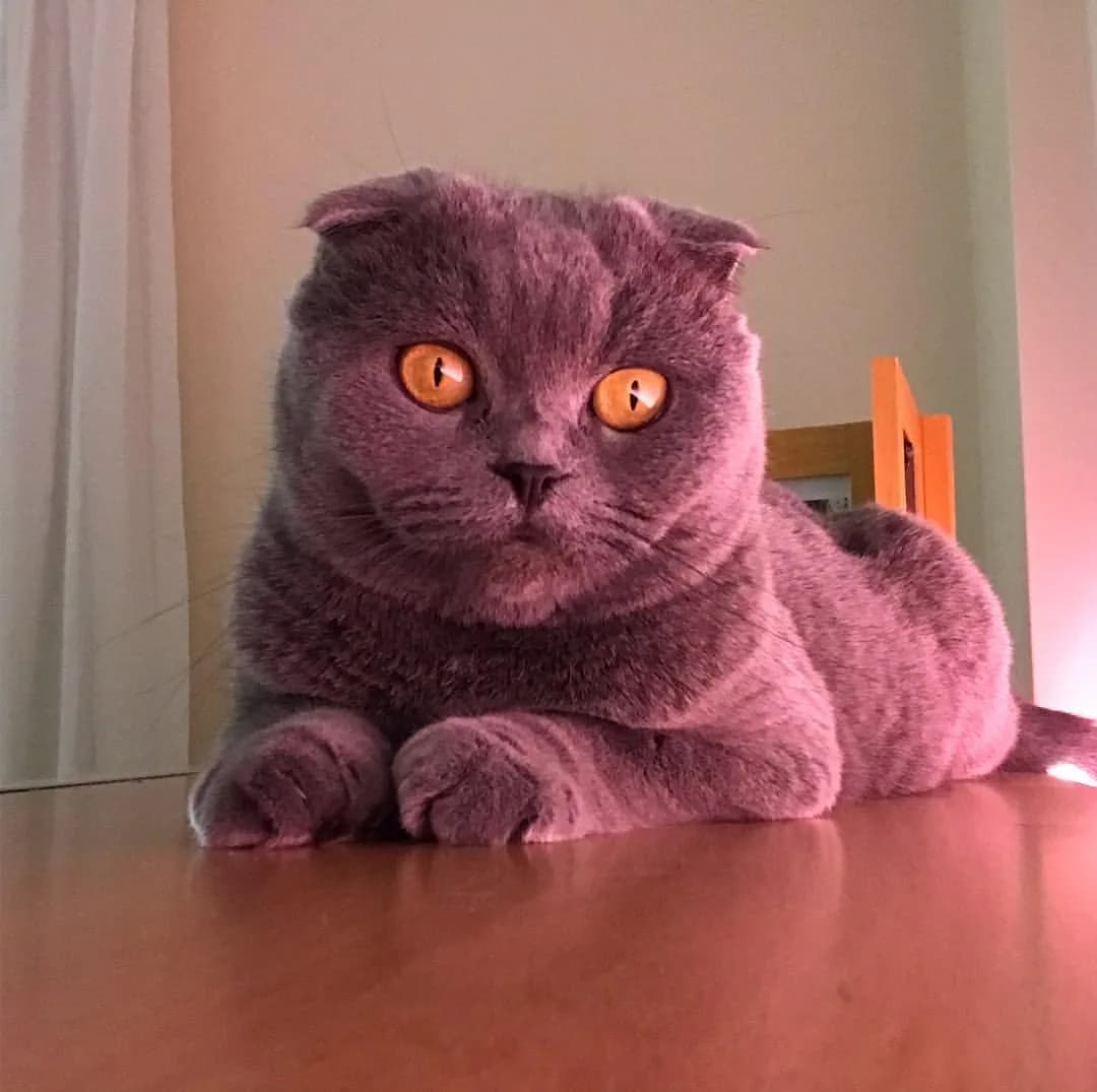 Scottish Fold