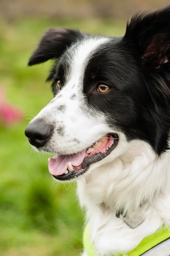 Border Collie