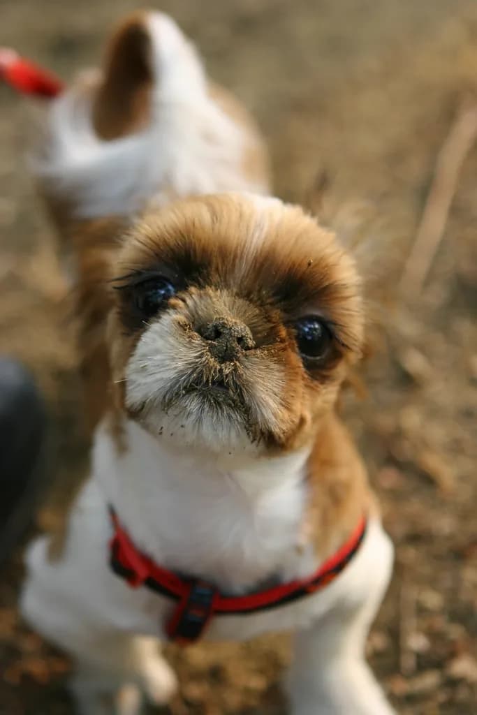 Shih Tzu