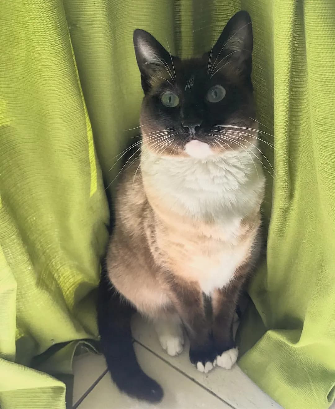 Siamese