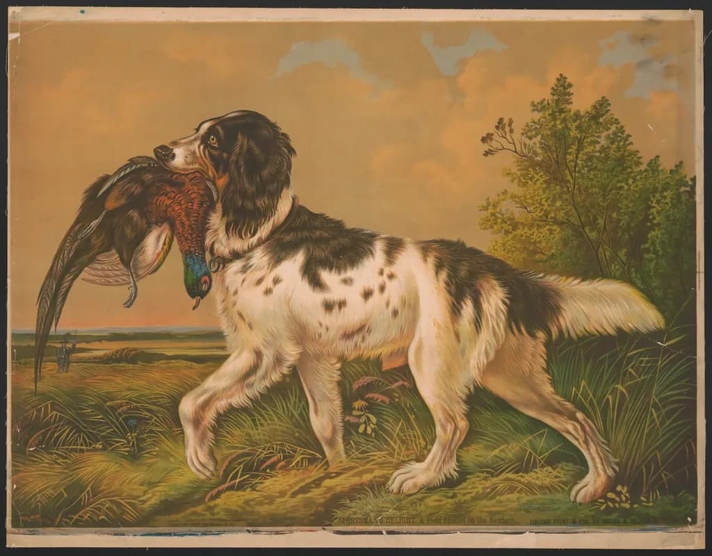 Field Spaniel