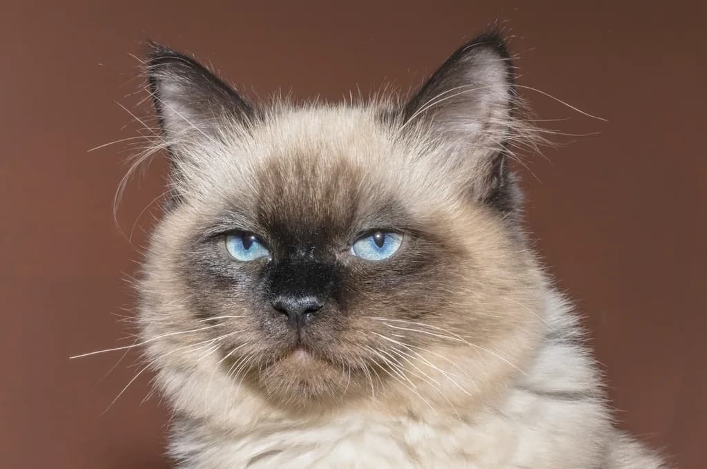 Siamese
