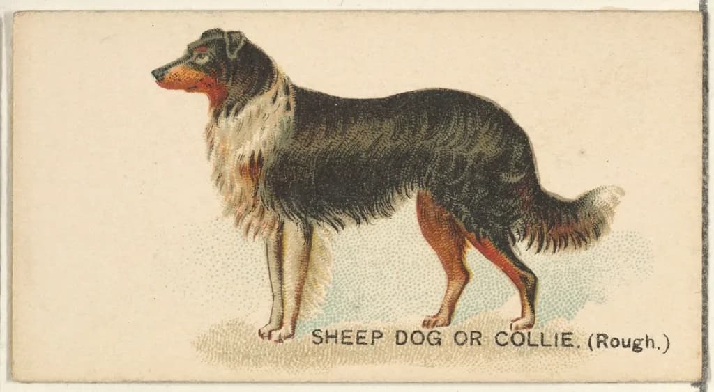 Rough Collie