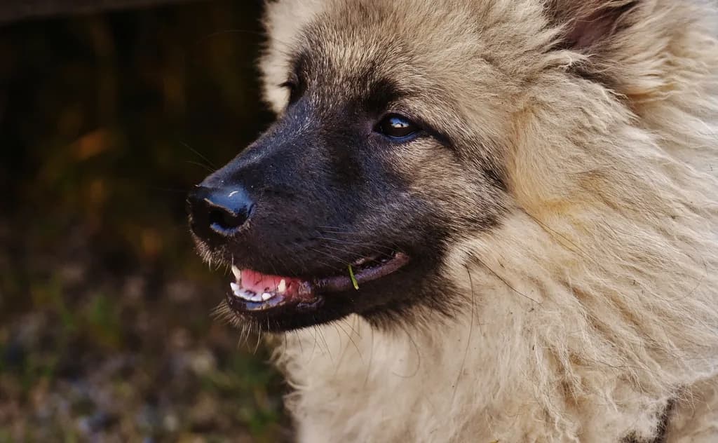 Keeshond