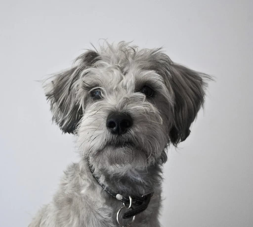 Miniature Schnauzer