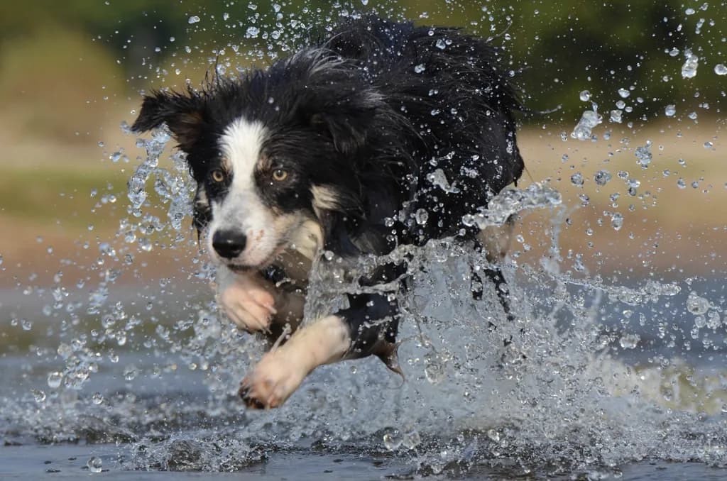 Border Collie