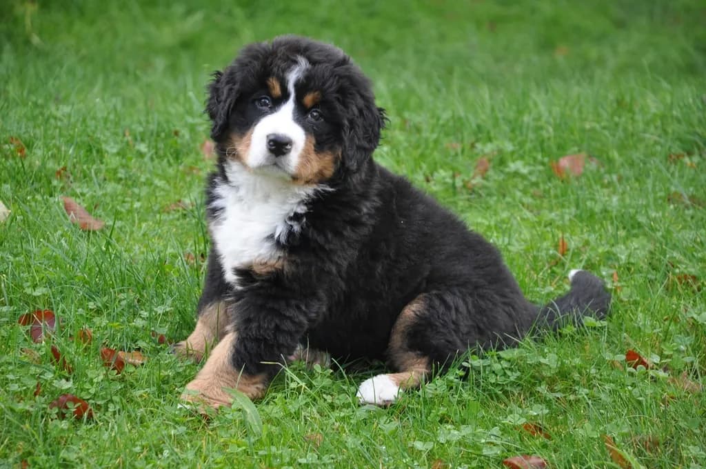 Bernese Mountain Dog
