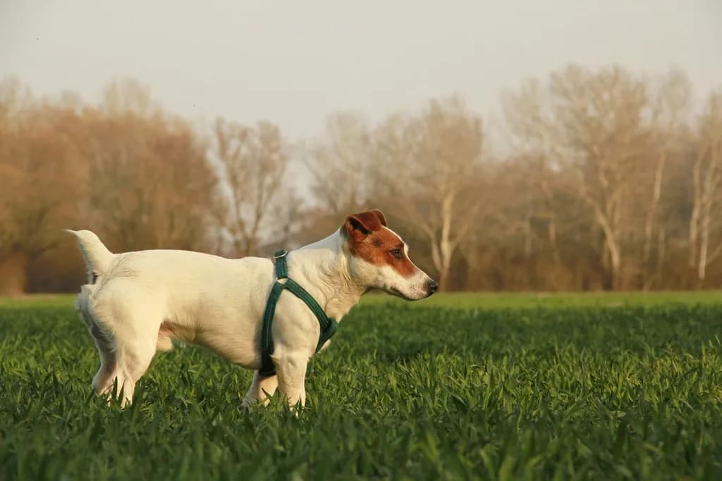 Jack Russell Terrier