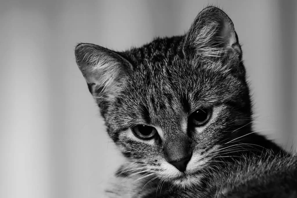 Manx