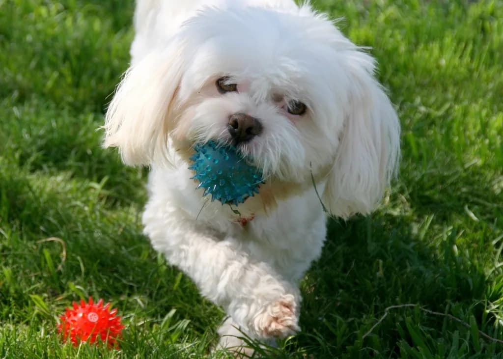 Maltipoo