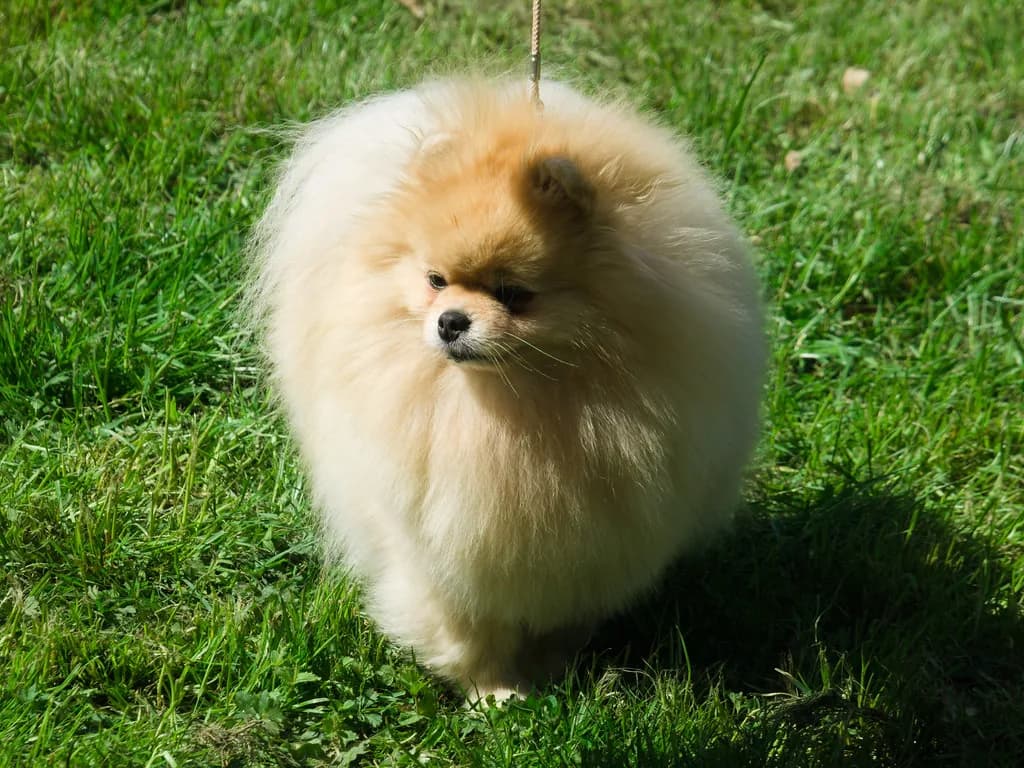 German Spitz