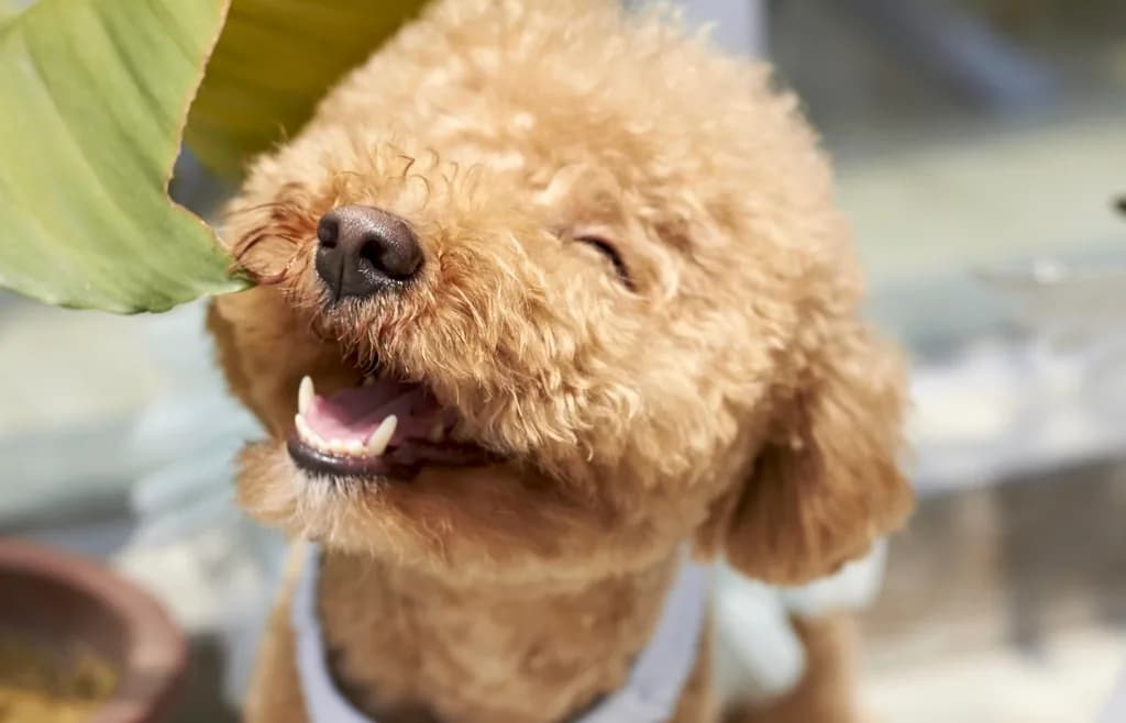 Poodle (Miniature)