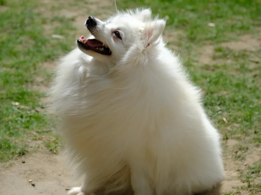 Japanese Spitz