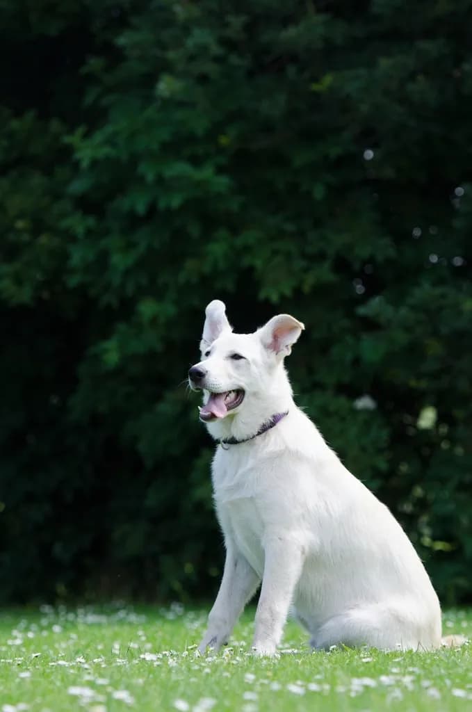 White Shepherd