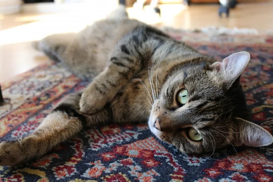 Persian