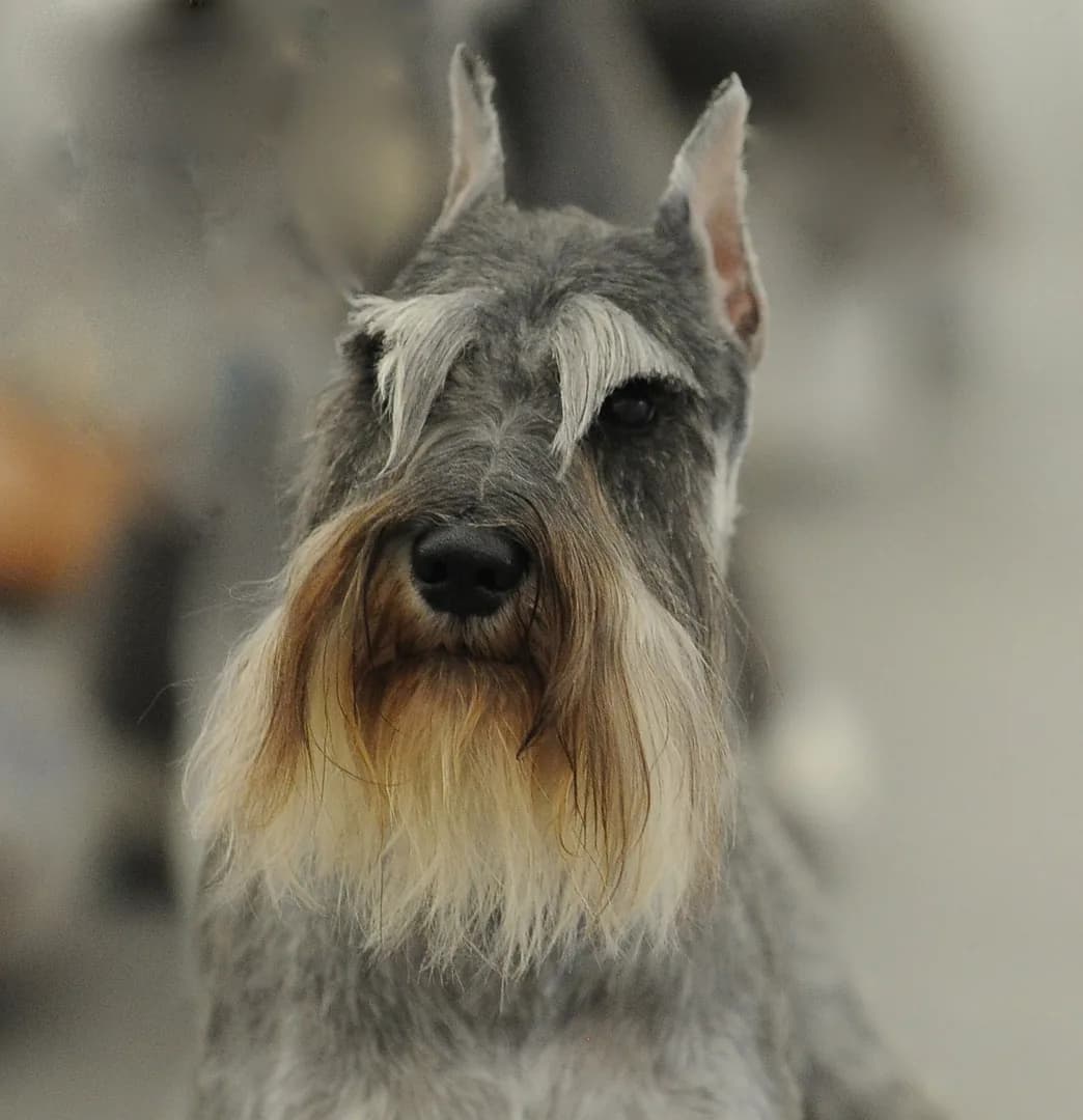 Standard Schnauzer