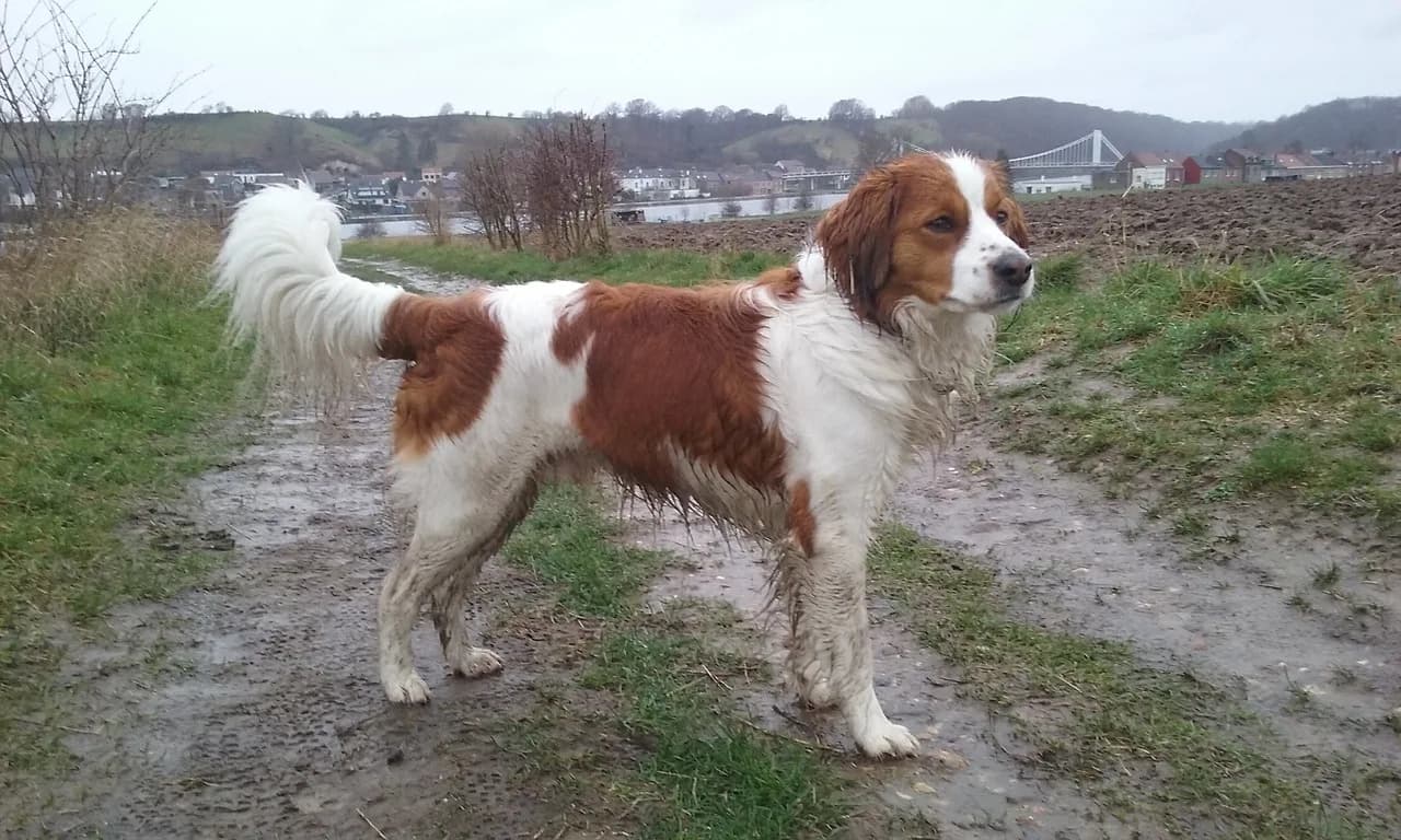 Kooikerhondje